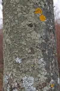 Närbild av trädstam