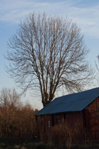 Bladlöst träd mot en blå himmel