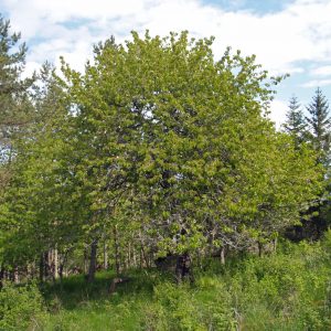 Ett fågelbärsträd med gröna blad