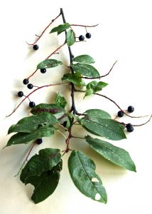 Kvist med blad och små svarta frukter
