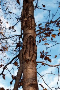 Ett träd med två skador läkta med svallved