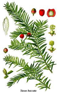 Illustration över en kvist med gröna barr och röda bär, några i genomskärning som visar en ensam kärna inuti.