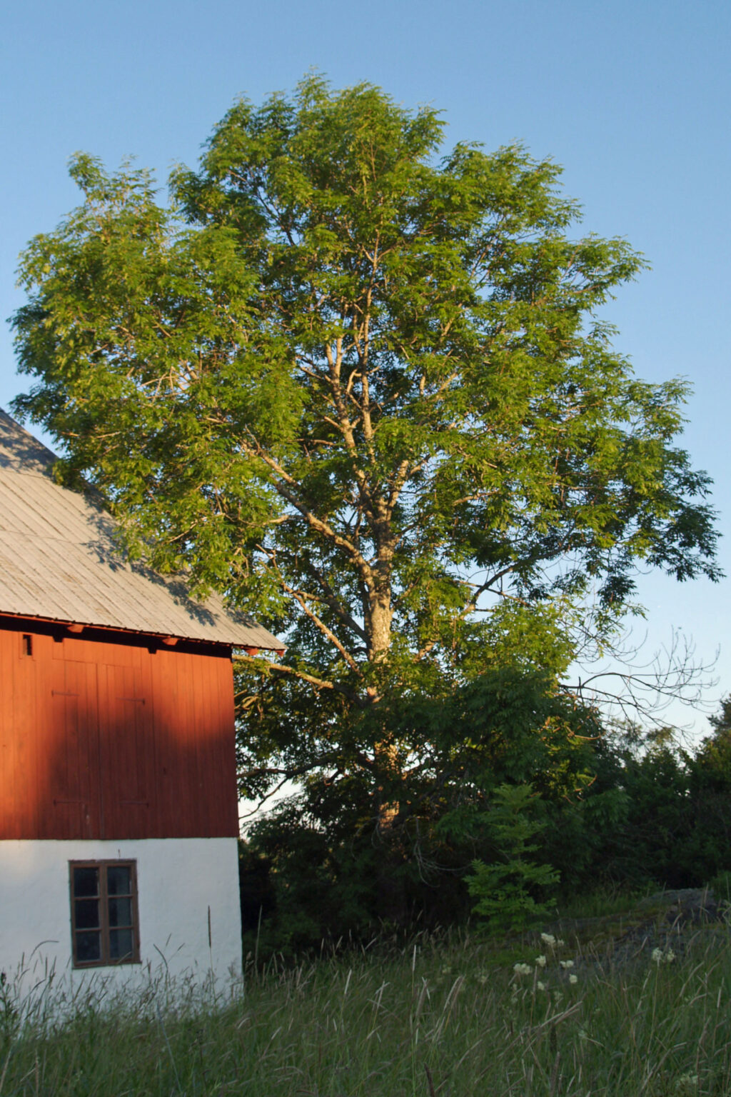 Hemslöjdsguiden » Ask