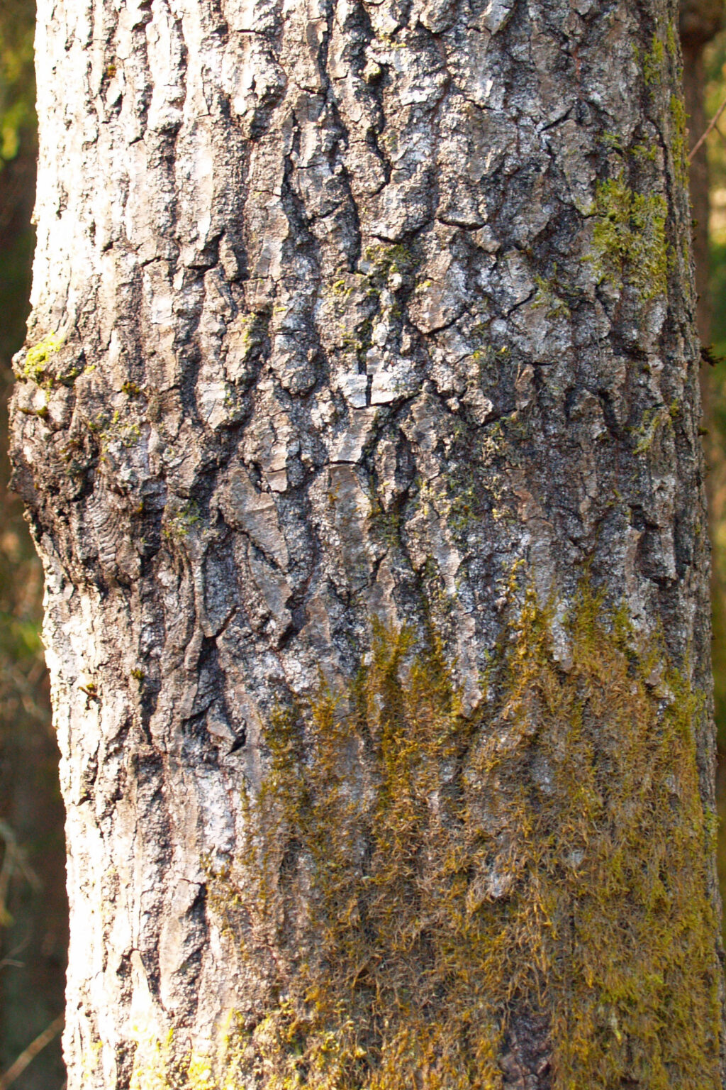 Hemslöjdsguiden » Asp