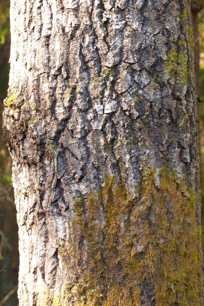 Hemslöjdsguiden » Asp