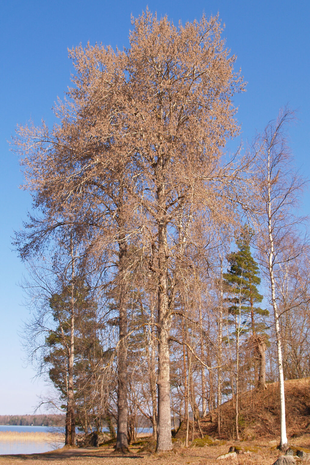 Hemslöjdsguiden » Asp