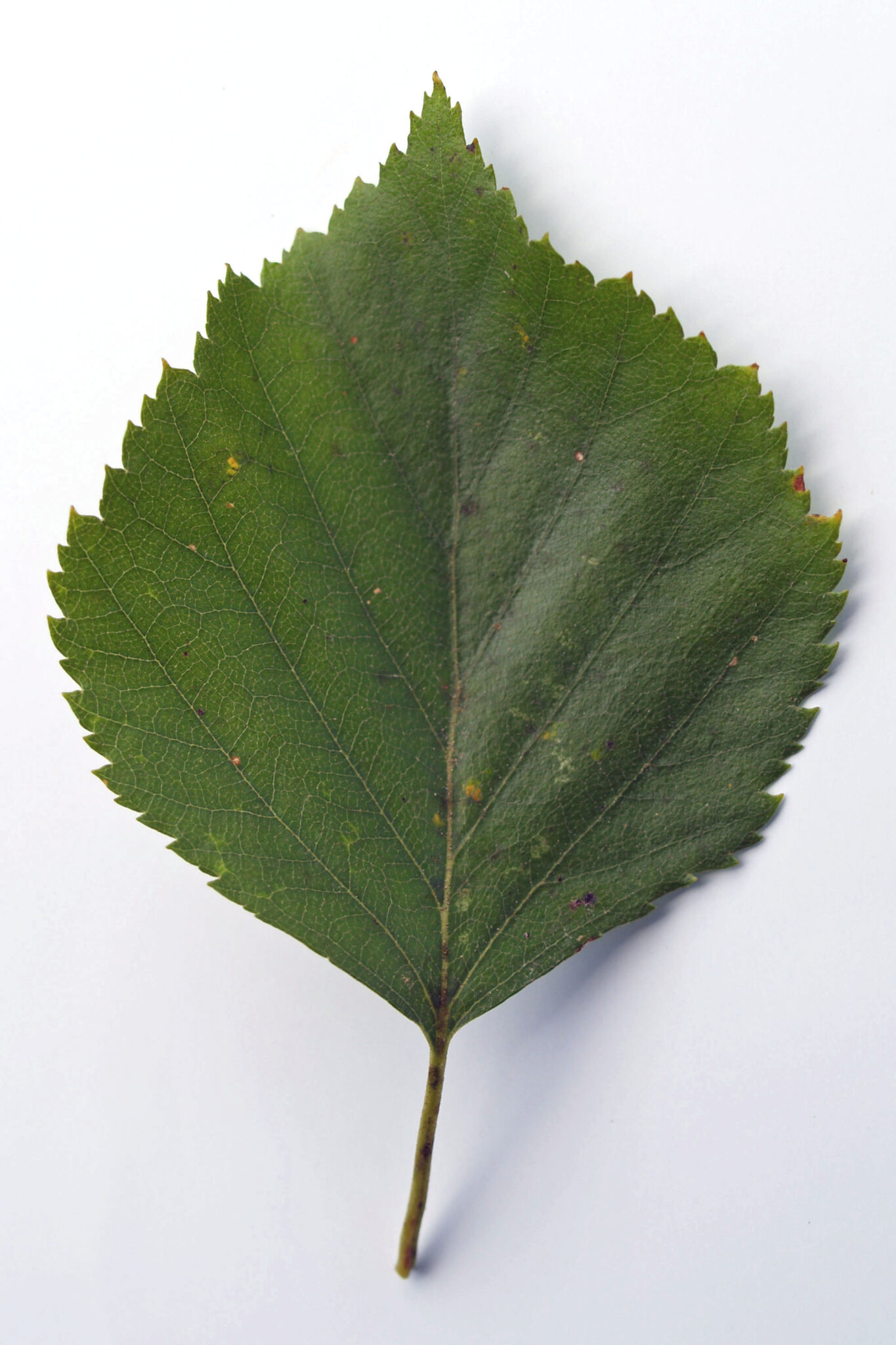 Hemslöjdsguiden » Björk