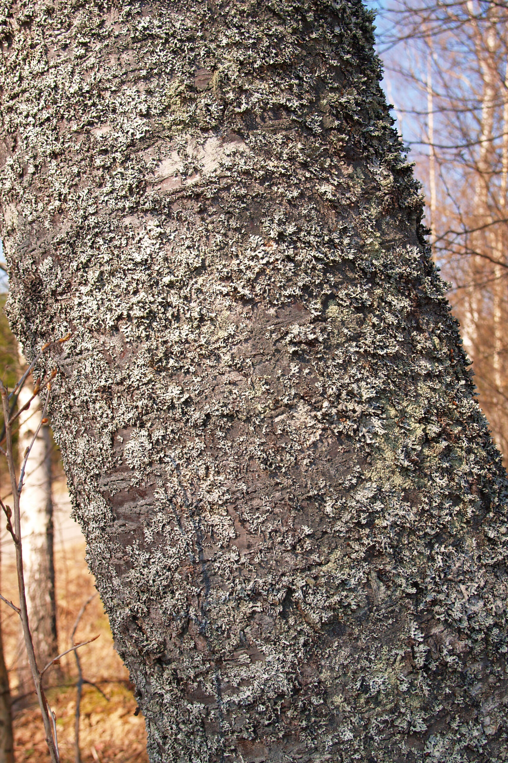 Hemslöjdsguiden » Hassel