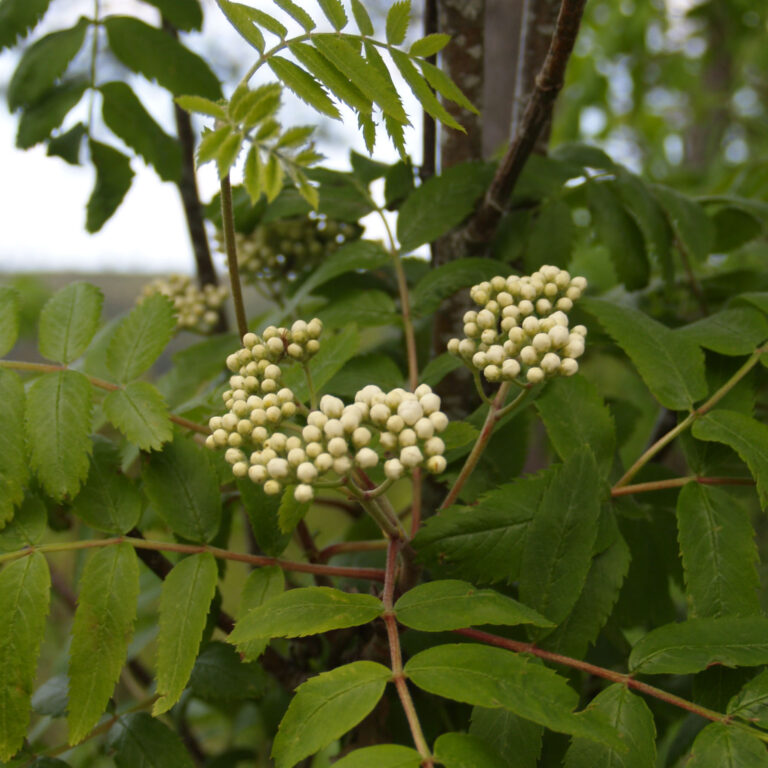 Hemslöjdsguiden » Rönn