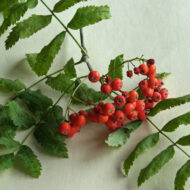 Hemslöjdsguiden » Rönn