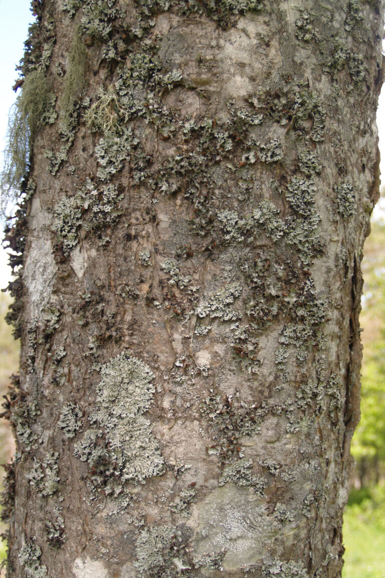 Hemslöjdsguiden » Rönn