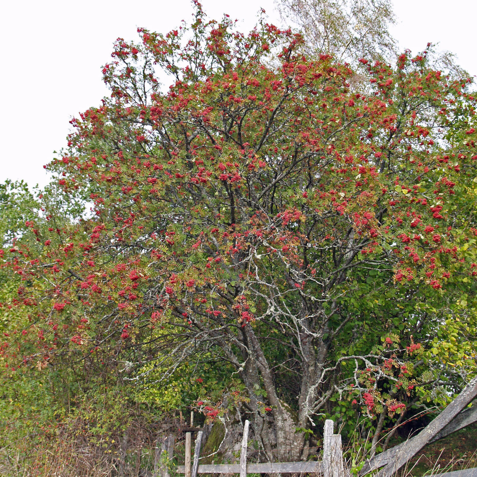 Hemslöjdsguiden » Rönn