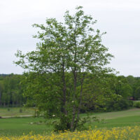 Hemslöjdsguiden » Rönn