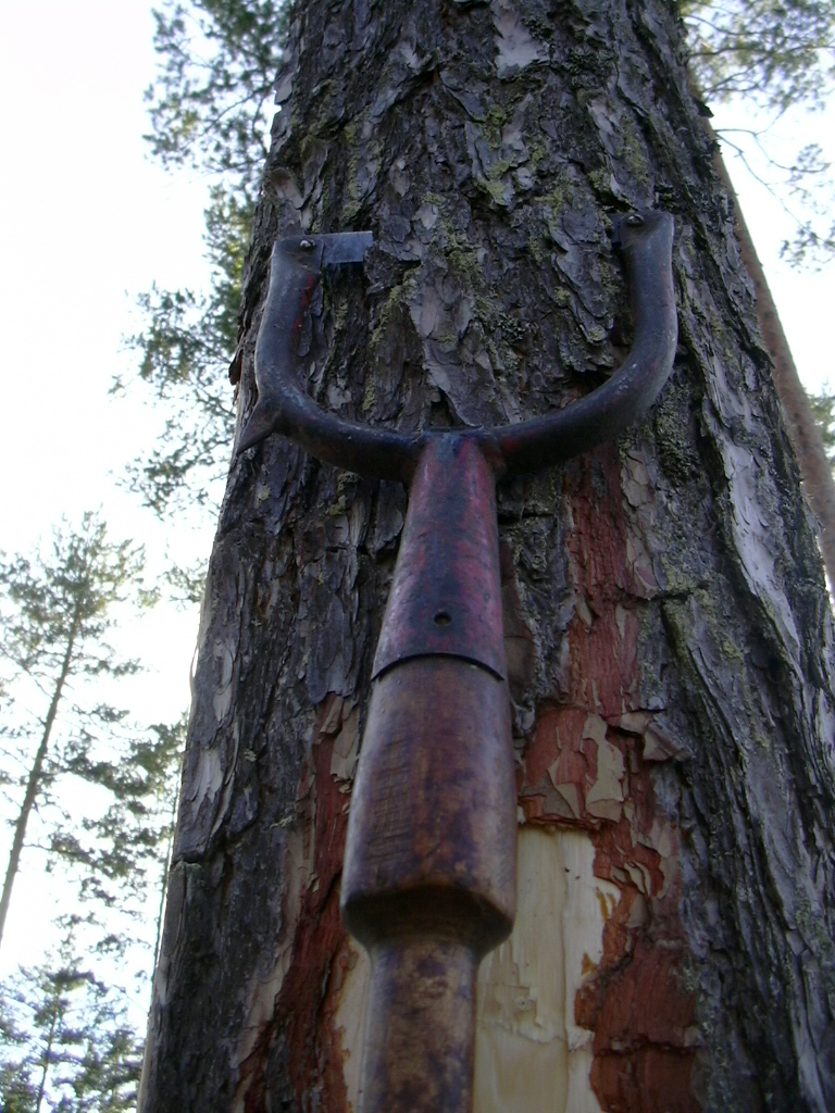 Ett verktyg, barkjärn, i färd med att skära av barken på en tallstam